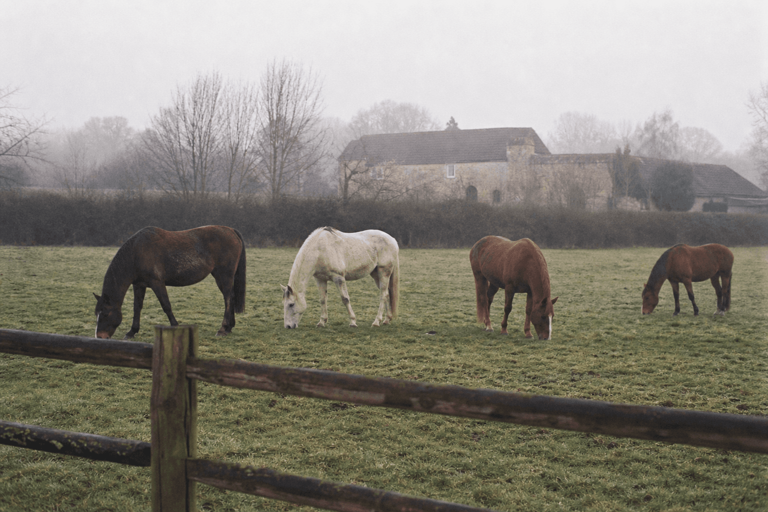 Quatre chevaux au pré dans la brume du matin, derrière une clôture de bois